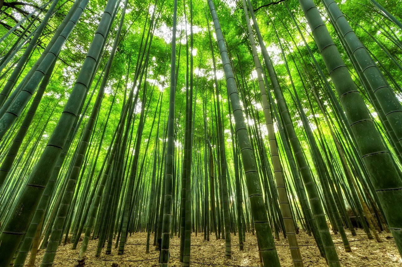 Forêt de Bambou